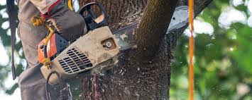 Professional Tree Removal in Elkhorn City, KY