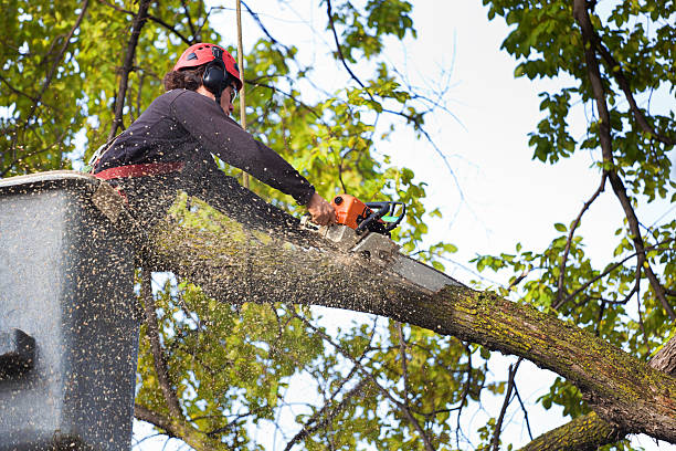 Best Tree Health Inspection  in Elkhorn City, KY